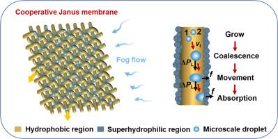 A new Janus mesh membrane with ultrafast directional water transportation and improved fog collection