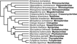 Phylogeny and systematics of early Paleogene bats