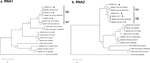 Molecular characterization of Japanese isolates of soil-borne wheat mosaic virus in the genus Furovirus