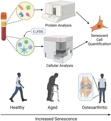 Clinical validation of C12FDG as a marker associated with senescence and osteoarthritic phenotypes