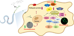 Rosmarinic acid ameliorated oxidative stress, neuronal injuries, and mitochondrial dysfunctions mediated by polyglutamine and ɑ-synuclein in Caenorhabditis elegans models.