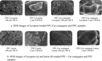 Conjugation prepared by wet-Maillard reactions improves the stability and properties of lutein and lycopene loaded nanoparticles