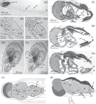 Ultrastructural Features of the Alimentary Canal in Hermaphroditic Appendicularians Oikopleura gracilis (Tunicata, Oikopleuridae)