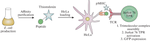 Antigenic Peptide-Thioredoxin Fusion Chimeras for In Vitro Stimulus of CD4+ TCR+ Jurkat T Cells