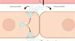 Structural Determinants of Small Extracellular Vesicles (Exosomes) and Their Role in Biological Functions