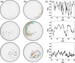 Multifractal fluctuations in zebrafish (Danio rerio) polarization time series