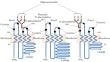 Neurodegeneration and Neuroinflammation: The Role of Pannexin 1