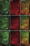 Age-Related Dynamics of Insulin Signaling in Neurons of the Rat Hypothalamic Tuberal Nuclei