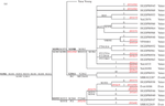 Y-chromosomal STRs Mutation Rates in the Yakut Population