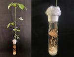 The Cerato-Platanin gene, rmcp, from Rigidoporus microporus was stably expressed during infection of Hevea brasiliensis