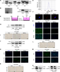 Exosomal YB-1 facilitates ovarian restoration by MALAT1/miR-211-5p/FOXO<sub>3</sub> axis.