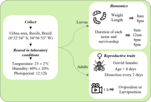 Bionomics, reproductive traits and assessment of forensic relevance of Peckia (Peckia) chrysostoma (Wiedemann, 1830) (Diptera: Sarcophagidae).