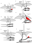 Using your head — cranial steering in pterosaurs