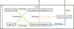 Modelling phytoplankton-virus interactions: phytoplankton blooms and lytic virus transmission.