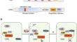 The role of CBL-CIPK signaling in plant responses to biotic and abiotic stresses.