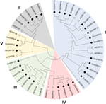 Identification and Expression Analysis of Soybean (Glycine max L.) Dynamin Genes Reveal Their Involvements in Plant Development and Stress Response