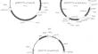 Development of the Fundamentals of a Technology for the Production of Tribolium castaneum Recombinant Cathepsin L in Komagataella kurtzmanii Yeast