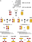 Meiotic drive against chromosome fusions in butterfly hybrids.