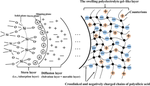 Understanding the stability behavior of colloidal silica in different alkali environments