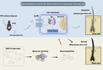 Natural product rhynchophylline prevents stress-induced hair graying by preserving melanocyte stem cells via the β2 adrenergic pathway suppression