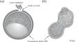 Influence of Laser Microdisection of the Zona Pellucida of Embryos on the Its Thinning Dynamics under Cryopreservation Protocols