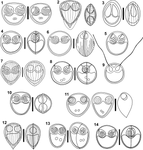 Synopsis of the species of Ortholinea Shulman, 1962 (Cnidaria: Myxosporea: Ortholineidae).