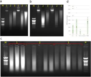 Modification of the Hi-C Technology for Molecular Genetic Analysis of Formalin-Fixed Paraffin-Embedded Sections of Tumor Tissues