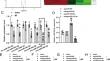 MicroRNA-322-5p targeting Smurf2 regulates the TGF-β/Smad pathway to protect cardiac function and inhibit myocardial infarction.