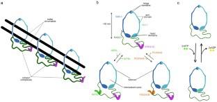 Cohesin-Dependent Loop Extrusion: Molecular Mechanics and Role in Cell Physiology