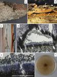 First report of Cryptostroma corticale on Aesculus hippocastanum causing sooty bark disease in Germany