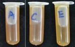 Antifungal activity of Trichoderma harzianum and Bacillus subtilis isolated from garbage enzyme against anthracnose on Camellia oleifera