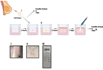 A novel preclinical model of the normal human breast.