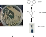 Genomic analysis and biodesulfurization potential of a new carbon-sulfur bond cleaving Tsukamurella sp. 3OW.