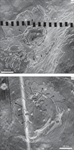 Coronae–Sources of Young Volcanism on Venus: Topographic Features and Estimates of Productivity