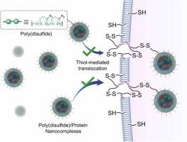 Non-covalent delivery of native proteins and peptides by phenylboronic cell-penetrating poly(disulfide)s