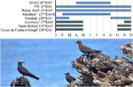 Absence of genetic structure among ecologically diverse populations indicate high plasticity in a pantropical seabird