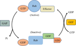 Function and regulation of Rab GTPases in cancers.