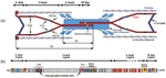 Role of Titin Phosphorylation in Myocardial Stiffness Changes during Cardiomyopathies