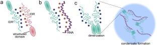 Nonspecific Interactions in Transcription Regulation and Organization of Transcriptional Condensates