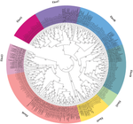 Genome-Wide Identification and Comparative Analysis of Elongation of Very Long-Chain Fatty Acid (Elovl) Genes in Echinoderms