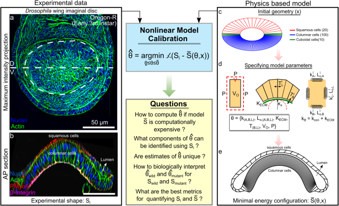 Reverse engineering morphogenesis through Bayesian optimization of physics-based models.