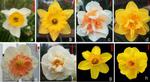 FISH and GISH reveal genome composition of popular Narcissus cultivars and the possible ways of their origin