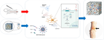 Acellular spinal cord scaffold containing quercetin-encapsulated nanoparticles plays an anti-inflammatory role in functional recovery from spinal cord injury in rats.