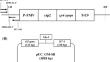 Development and verification of new reference plasmid (pUC_GM-SB) for the DNA-based detection of genetically modified sugar beet H7-1