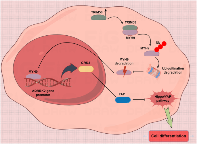 TRIM58 downregulation maintains stemness via MYH9-GRK3-YAP axis activation in triple-negative breast cancer stem cells