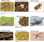 The isolation and characterisation of protein from nine edible insect species