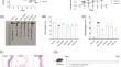 The ethanolic extract of domesticated Amauroderma rugosum alleviated DSS-induced ulcerative colitis via repairing the intestinal barrier