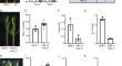 A novel functional allele of Ehd3 controls flowering time in rice