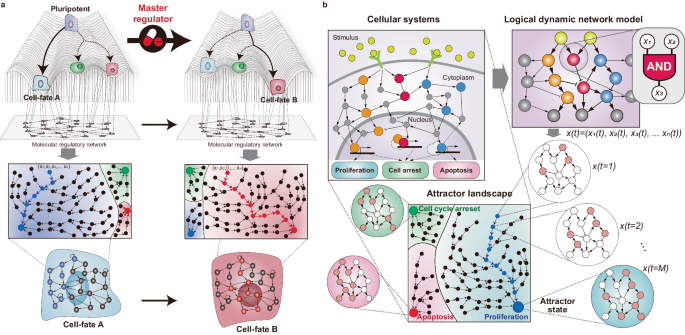 Decoding the principle of cell-fate determination for its reverse control.