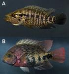 Growth of two invasive cichlids (Perciformes: Cichlidae) in a natural thermal water habitat of temperate Central Europe (Lake Hévíz, Hungary).